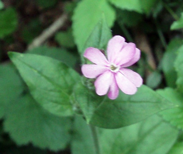 Silene sp. da identificare